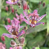 Tricyrtis Toad Lily Tricyrtis Toad Lily