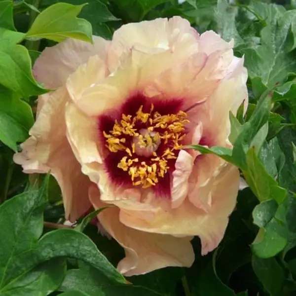 Tree Peony Composure