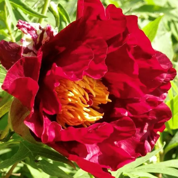 Tree Peony Thunderbolt