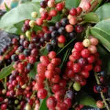 Tucker Bush Antidesma Wild Currant P14tbwcur - Garden Express Australia