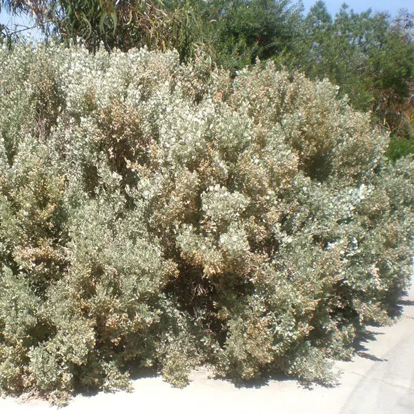 Tucker Bush- Atriplex Old Man Salt Bush