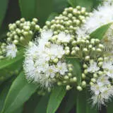 Tucker Bush Backhousia Lemon Myrtle P14tbblmmy - Garden Express Australia