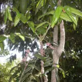 Tucker Bush Qld Davidsons Plum Mark Marathon Via Wiki P14tbqdvpl - Garden Express Australia