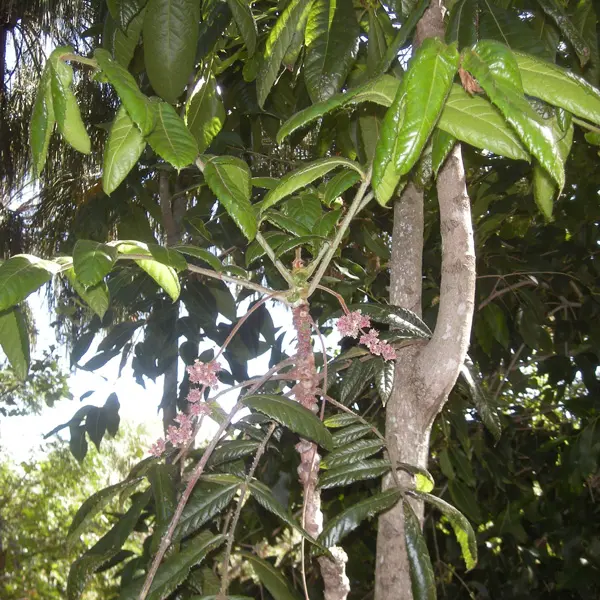 Tucker Bush- Qld Davidsons Plum