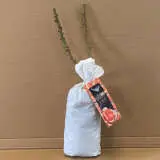 Climbing Rose Just Joey Climbing Rose Just Joey