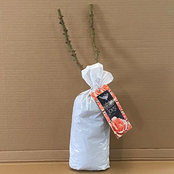 Climbing Rose Just Joey