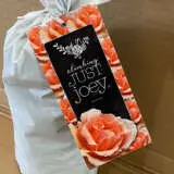 Climbing Rose Just Joey Climbing Rose Just Joey