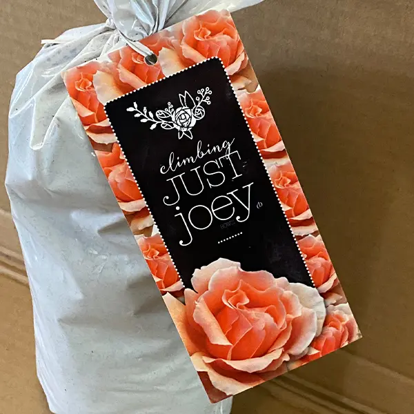 Climbing Rose Just Joey