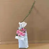 Climbing Rose Jasmina Climbing Rose Jasmina