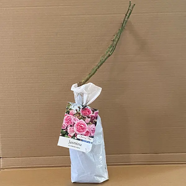 Climbing Rose Jasmina