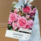 Climbing Rose Jasmina Climbing Rose Jasmina