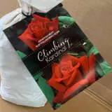 Climbing Rose Kardinal Climbing Rose Kardinal