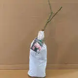 Climbing Rose New Dawn Climbing Rose New Dawn