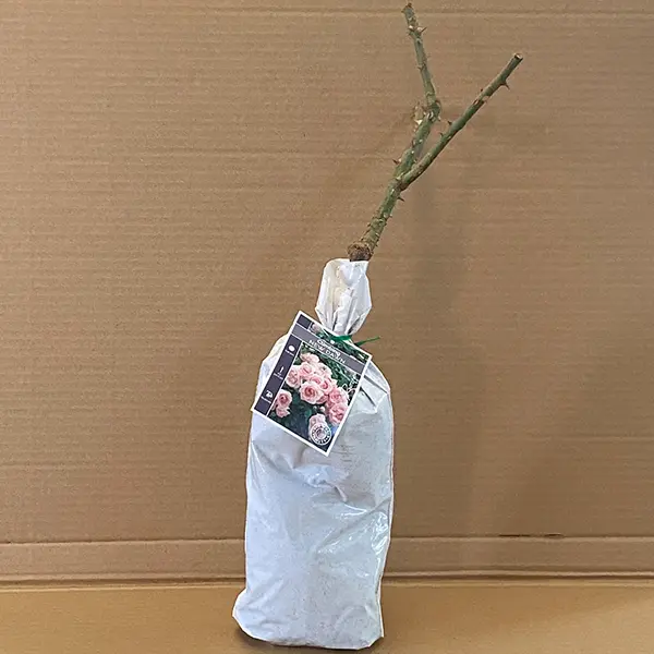 Climbing Rose New Dawn