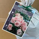 Climbing Rose New Dawn Climbing Rose New Dawn