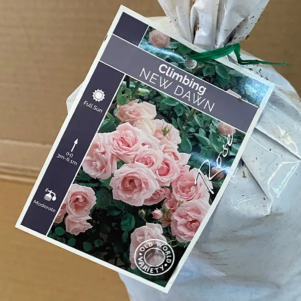 Climbing Rose New Dawn