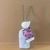 Climbing Rose Quick Silver Climbing Rose Quick Silver