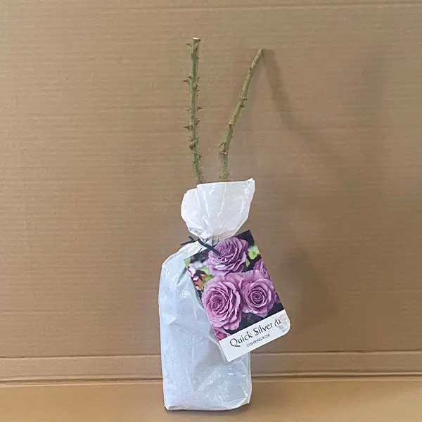 Climbing Rose Quick Silver