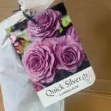 Climbing Rose Quick Silver Climbing Rose Quick Silver