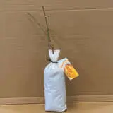 Rose A Blooming Miracle Rose A Blooming Miracle