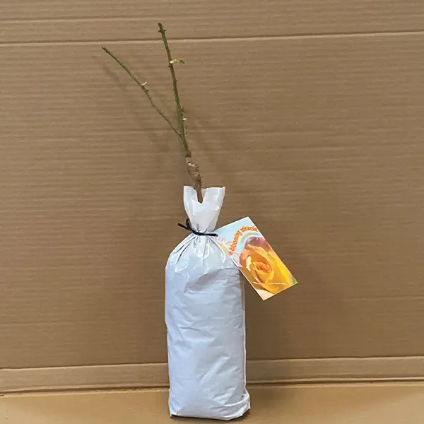 Rose A Blooming Miracle