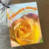 Rose A Blooming Miracle Rose A Blooming Miracle