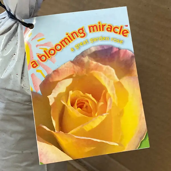 Rose A Blooming Miracle