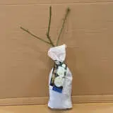 Rose Amazing Grace 07 Rose Amazing Grace 07