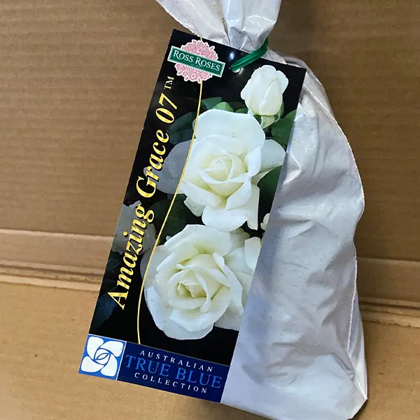 Rose Amazing Grace 07