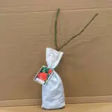 Rose Angelique Rose Angelique