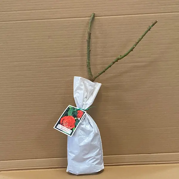 Rose Angelique Rose Angelique