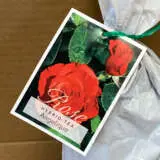 Rose Angelique Rose Angelique