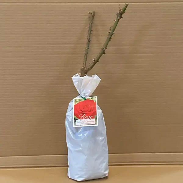 Rose Australian Centenary Of Federation Rose Australian Centenary Of Federation