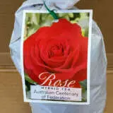 Rose Australian Centenary Of Federation Rose Australian Centenary Of Federation