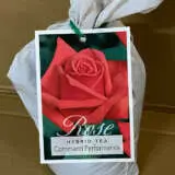 Rose Command Performance Rose Command Performance