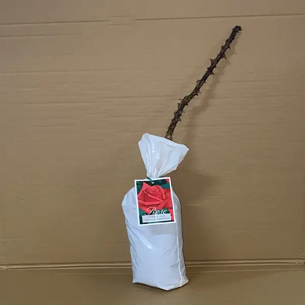 Rose Command Performance Rose Command Performance