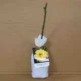 Climbing Rose Golden Gate Climbing Rose Golden Gate