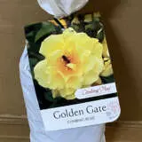 Climbing Rose Golden Gate Climbing Rose Golden Gate