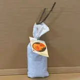 Rose Magic Sunset Rose Magic Sunset