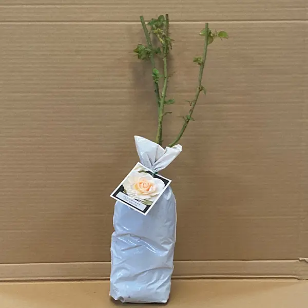 Rose Our Vanilla Rose Our Vanilla