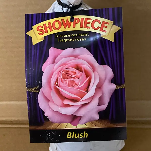 Rose Showpiece Blush (pbr) Rose Showpiece Blush (pbr)