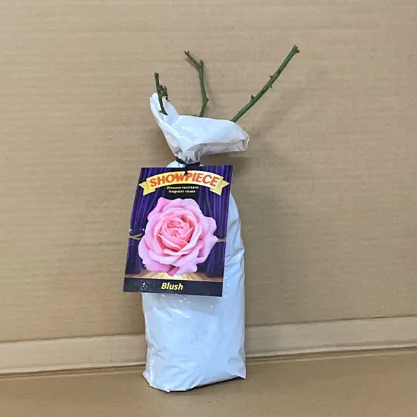 Rose Showpiece Blush (pbr) Rose Showpiece Blush (pbr)