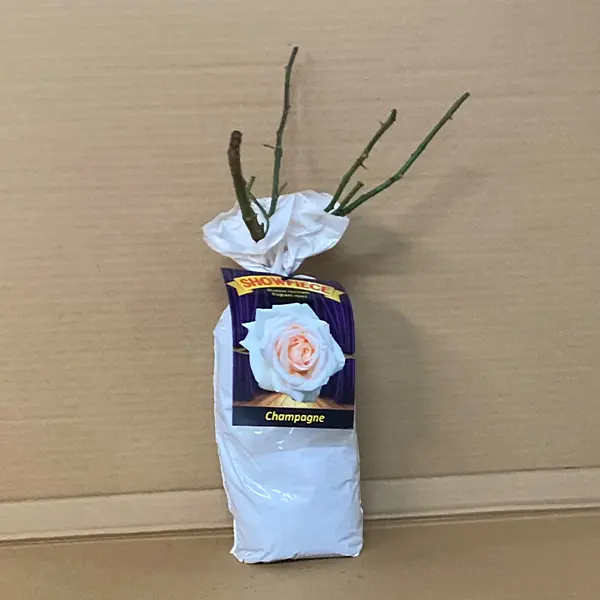 Rose Showpiece Champagne (pbr)