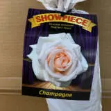 Rose Showpiece Champagne (pbr) Rose Showpiece Champagne (pbr)
