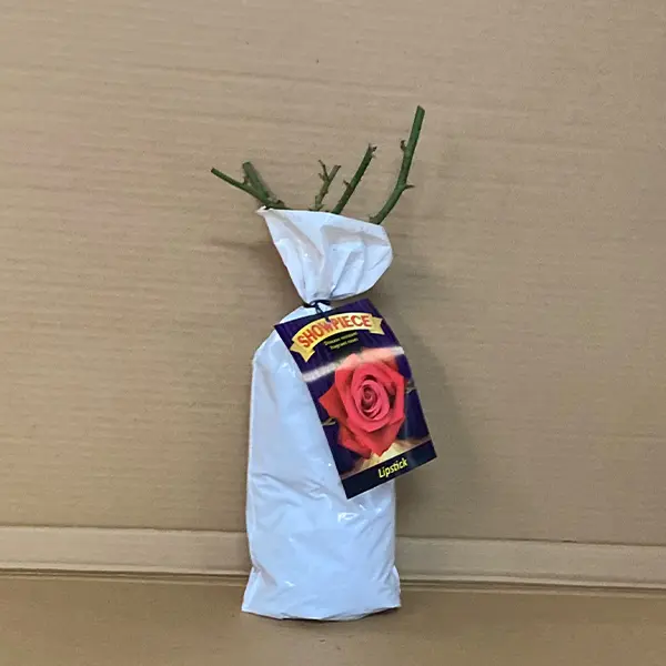 Rose Showpiece Lipstick (pbr)