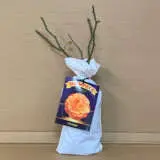 Rose Showpiece Orange (pbr) Rose Showpiece Orange (pbr)