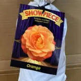 Rose Showpiece Orange (pbr) Rose Showpiece Orange (pbr)
