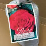 Rose Australian Bicentennial Rose Australian Bicentennial