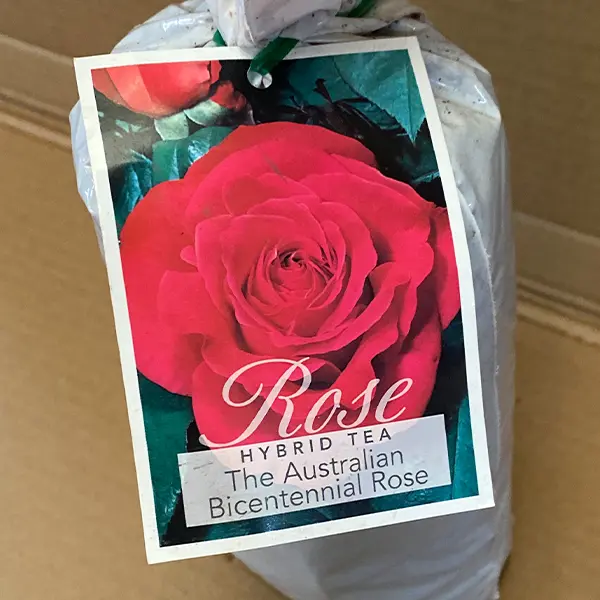 Rose Australian Bicentennial