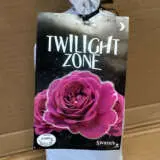 Rose Twilight Zone Rose Twilight Zone